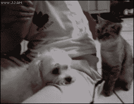 Hosted by imgur.com Кототерапия. Продолжение