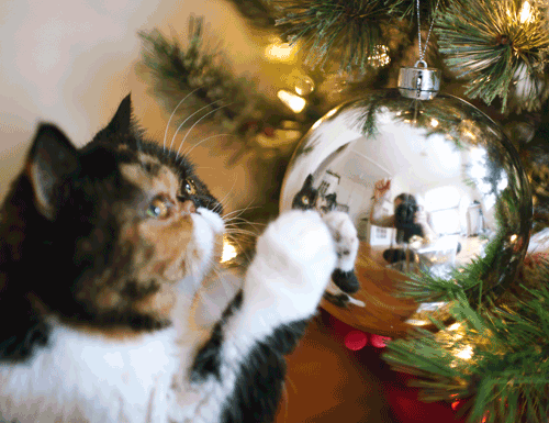 Гифка: кошка и Новый Год!
