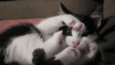 Hosted by imgur.com Кототерапия. Продолжение