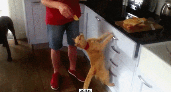 Hosted by imgur.com Кототерапия. Продолжение