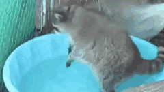 енот, Домашний, любимец