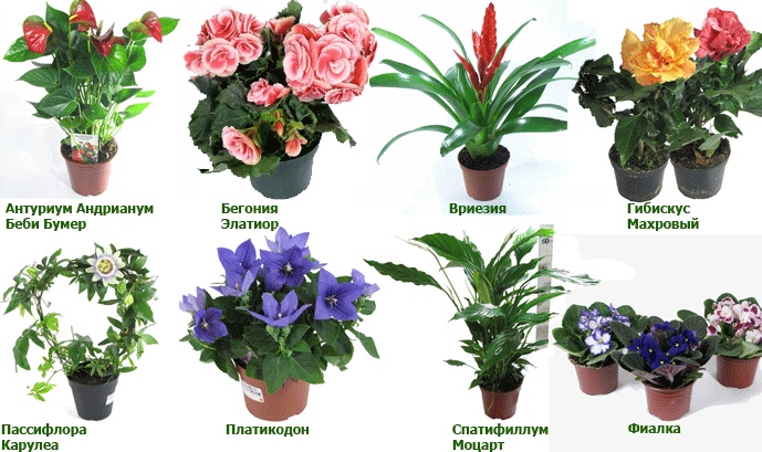 цветущие комнатные растения