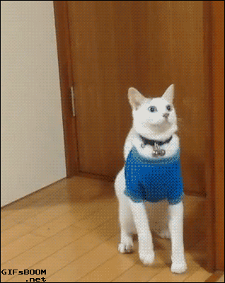 Кототерапия. Огромная порция позитива!