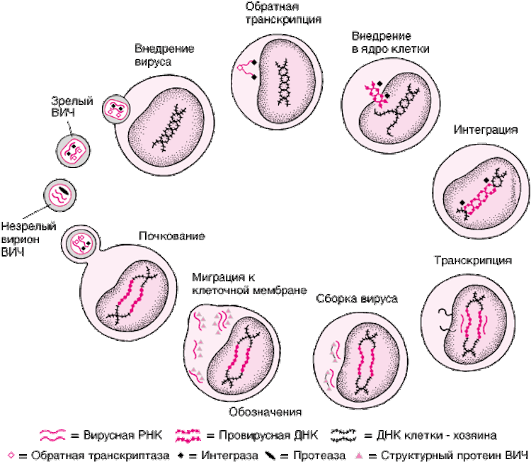Жизненный цикл вируса ВИЧ схема. Транскрипция вирусов. Обратная транскрипция ВИЧ. Обратная транскрипция у вирусов.