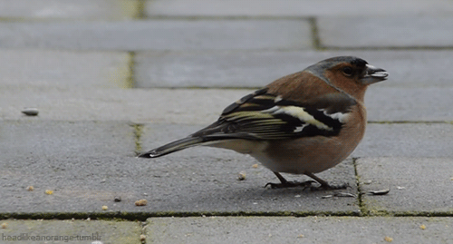 Male common chaffinch