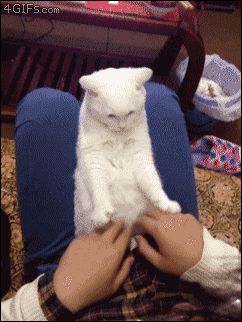 Кототерапия. Огромная порция позитива!