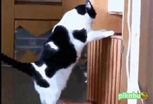 Кототерапия. Огромная порция позитива!