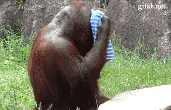 114525086_gifkiorangutanZHaraudalyonnoe336261