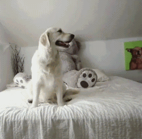 Отдых с лучшим другом Отдых с лучшим другом