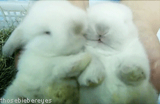 Спящие кролики (15 фото)