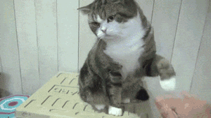 Кототерапия. Огромная порция позитива!