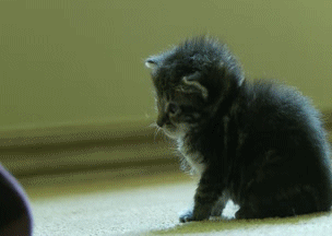 Кототерапия. Огромная порция позитива!