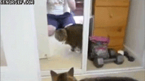 зеркало, кот